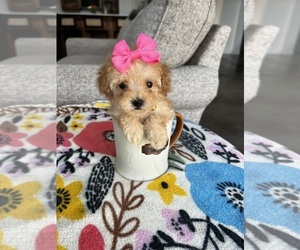 Maltipoo Puppy for sale in BELDING, MI, USA