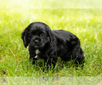Puppy Inky Cocker Spaniel