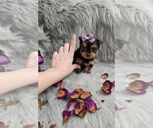 Yorkshire Terrier Puppy for sale in INDIANAPOLIS, IN, USA