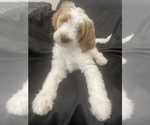 Small Photo #2 Goldendoodle Puppy For Sale in PHILA, PA, USA