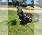 Small German Shepherd Dog