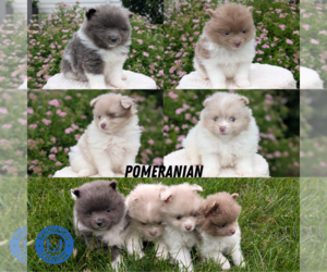 Pomeranian Litter for sale in GOSHEN, IN, USA