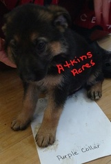 German Shepherd Dog Puppy for sale in BRIGGSDALE, CO, USA