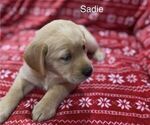 Small Photo #3 Golden Labrador Puppy For Sale in MARYVILLE, MO, USA