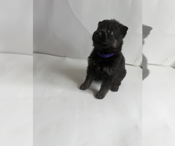 Medium Photo #8 German Shepherd Dog Puppy For Sale in ONTARIO, CA, USA