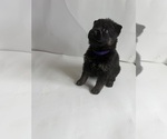 Small #7 German Shepherd Dog