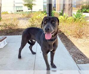 Labrador Retriever-Unknown Mix Dogs for adoption in Orange, CA, USA