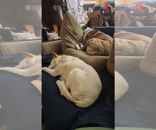 Medium Photo #4 German Shepherd Dog-Unknown Mix Puppy For Sale in Farmington, MN, USA