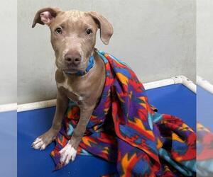 American Pit Bull Terrier-Unknown Mix Dogs for adoption in Sacramento, CA, USA