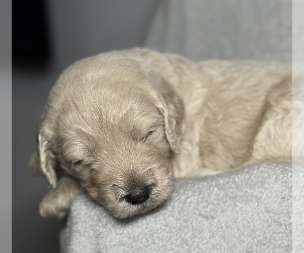 Medium Photo #14 Goldendoodle Puppy For Sale in HOWARD CITY, MI, USA