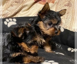 Yorkshire Terrier Puppy for sale in KING, CA, USA
