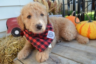 Goldendoodle-Poodle (Miniature) Mix Puppy for sale in HONEY BROOK, PA, USA