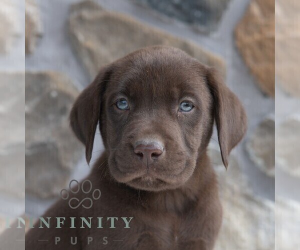 Medium Photo #6 Labrador Retriever Puppy For Sale in MIFFLINTOWN, PA, USA