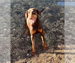 Small Doberman Pinscher