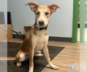 Australian Shepherd-Unknown Mix Dogs for adoption in Washington, DC, USA