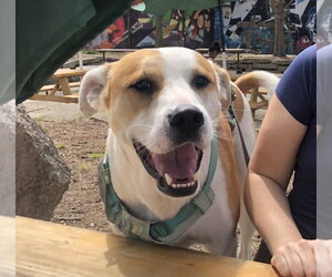 Mutt Dogs for adoption in Candler, NC, USA