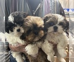 Small Photo #2 Shih Tzu Puppy For Sale in CANONSBURG, PA, USA