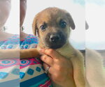 Small #3 Dachshund Mix