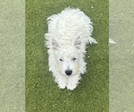 Small Photo #5 West Highland White Terrier Puppy For Sale in PHOENIX, AZ, USA