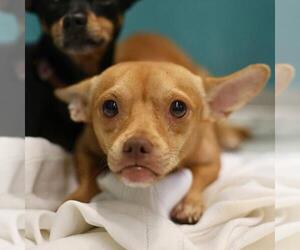 Chihuahua Dogs for adoption in San Antonio, TX, USA