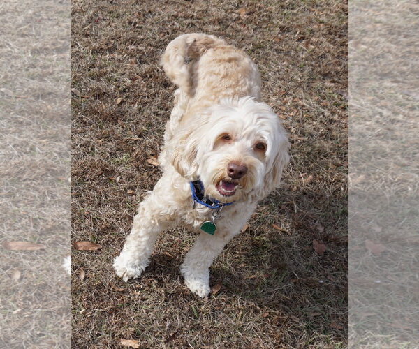 Medium Photo #6 Aussiedoodle Miniature  Puppy For Sale in Garner, NC, USA