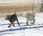 Small Photo #5 Labrador Retriever Puppy For Sale in VONA, CO, USA