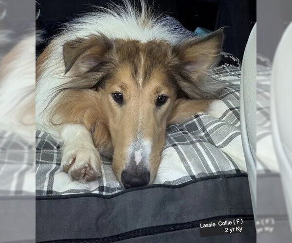 Medium Photo #5 Collie Puppy For Sale in Dublin, OH, USA