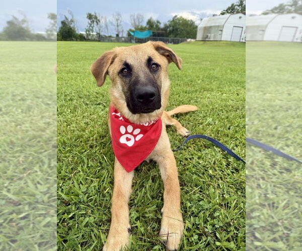 Medium Photo #4 Mutt Puppy For Sale in San Leon, TX, USA