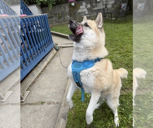 Medium Photo #4 Akita-Unknown Mix Puppy For Sale in FRAMINGHAM, MA, USA