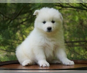 Samoyed Puppy for sale in FREDERICKSBURG, OH, USA