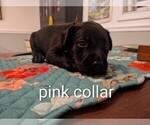 Pink Collar - Female Labrador Retriever Puppy for Sale - Photo #3