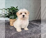 Small Photo #3 Mal-Shi Puppy For Sale in INDIANAPOLIS, IN, USA