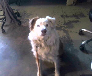 Australian Shepherd-Unknown Mix Dogs for adoption in Tallahassee, FL, USA