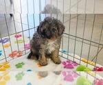 Layla - Female Cavapoo (Miniature)-Poodle (Toy) Mix Puppy for Sale - Photo #3
