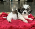 Puppy 1 Zuchon