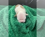 Small Photo #158 Boston Terrier Puppy For Sale in TULARE, CA, USA