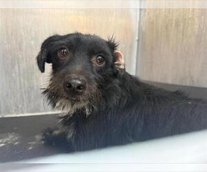 Mutt Dogs for adoption in San Antonio, TX, USA