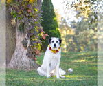 Small Photo #5 Great Pyrenees-Unknown Mix Puppy For Sale in Unionville, PA, USA