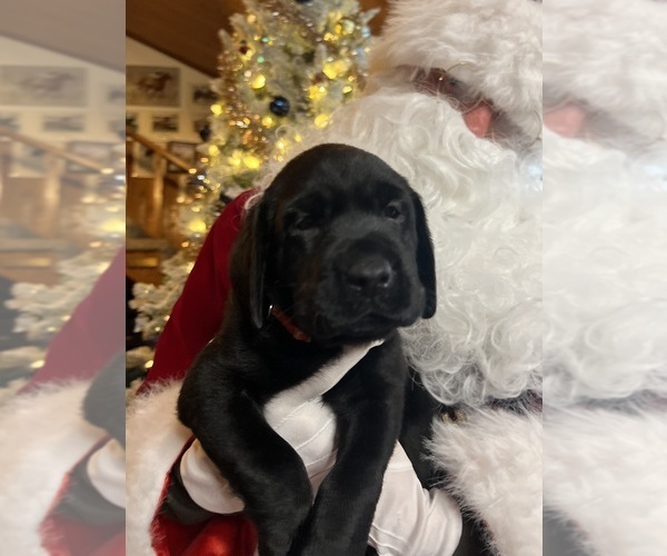Medium Photo #4 Labrador Retriever Puppy For Sale in NEOLA, WV, USA