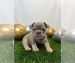 Small #3 French Bulldog