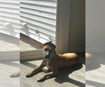Small #6 Boxer Mix