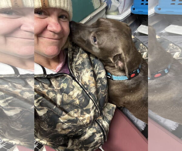 Medium Photo #5 American Pit Bull Terrier-Labrador Retriever Mix Puppy For Sale in Holly Springs, NC, USA