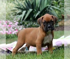 Medium Boxer