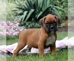 Puppy Puppy 5 Boxer