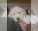 Small Photo #1 English Cream Golden Retriever Puppy For Sale in APPLE VALLEY, CA, USA
