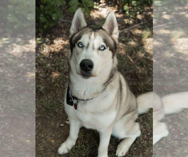 Medium Photo #6 Siberian Husky Puppy For Sale in Carrollton, TX, USA