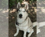 Small #5 Siberian Husky