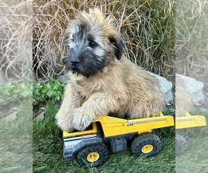 Soft Coated Wheaten Terrier Puppy for sale in MIDDLEBURY, IN, USA