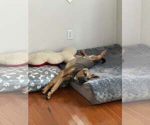 Timmy - Male Mutt Dog for Adoption - Photo #4