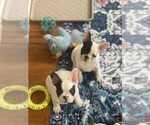 Small #4 French Bulldog